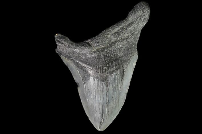 Partial, Fossil Megalodon Tooth #89001